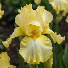 Ірис Lemon Delicios фото