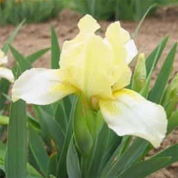 Ірис Pumila Lemon Puff фото