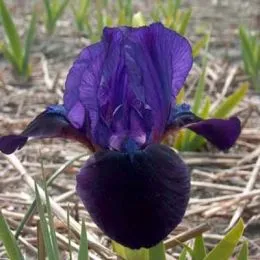Ірис Pumila Little Shadow фото