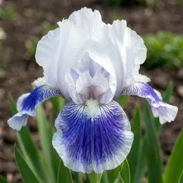 Ірис Pumila Big Blue Eyes фото
