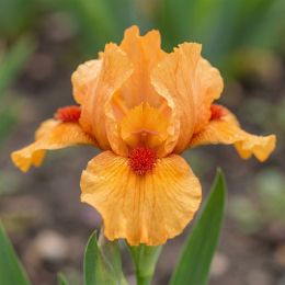 Ірис Pumila Carrot Flash фото