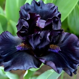Ірис Pumila Dark Matter фото