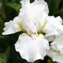 Ірис Pumila Darunok фото