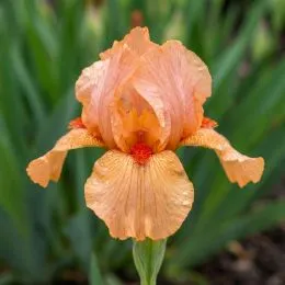 Ірис Pumila Desert Orange фото