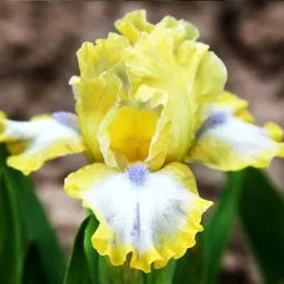 Ірис Pumila Easter фото