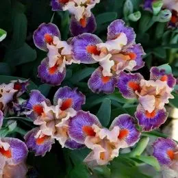 Ірис Pumila Gottcha Good фото