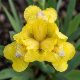 Ірис Pumila Little Chick фото