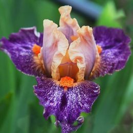 Ірис Pumila Little Love Song фото