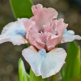 Ірис Pumila Pumila Oh So Sweet фото