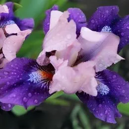 Ірис Pumila Pause фото