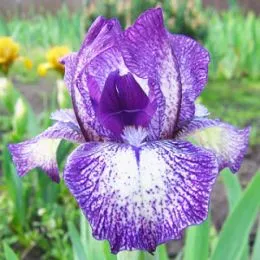 Ірис Pumila Peppered Bluebell фото