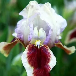 Ірис Pumila Red Heart фото
