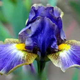 Ірис Pumila Sinichka фото