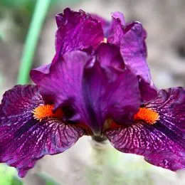 Ірис Pumila Slow Burn фото