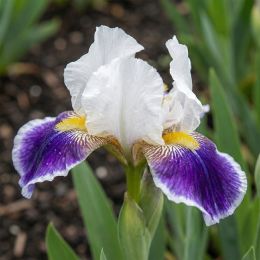 Ірис Pumila So Noted фото