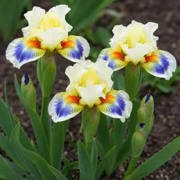 Ірис Pumila Spring Into Summer фото