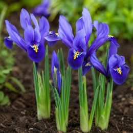 Ірис reticulata Blue Hill фото