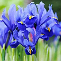Ірис reticulata Blue Hill фото