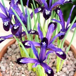 Ірис Reticulata Blue Note 100 шт/уп фото