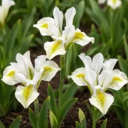 Ірис reticulata North Star фото