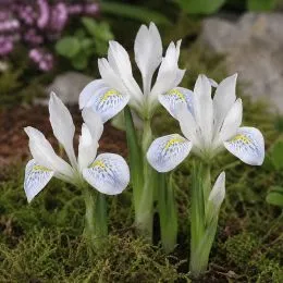 Ірис reticulata Polar Ice фото