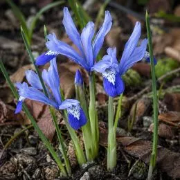 Ірис reticulata Clairette фото