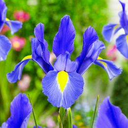 Ірис Hollandica Sapphire Beauty фото