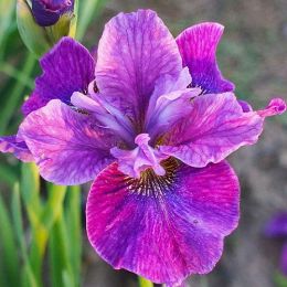 Ірис Sibirica Roaring Jelly фото