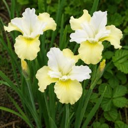 Ірис Siberica Moon Silk фото