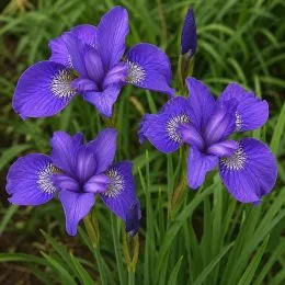 Ірис Sibirica Mabel Coday фото