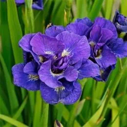 Ірис Sibirica Kabluey фото