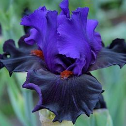 Ірис Wild Wings фото