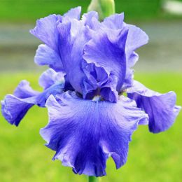 Ірис Yaquina Blue фото