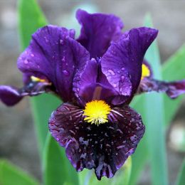 Ірис Pumila Zap фото
