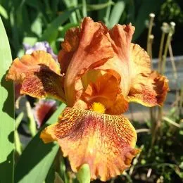 Ірис Pumila Rudko Konopaty фото