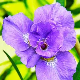 Ірис Sibirica Rambunctious фото