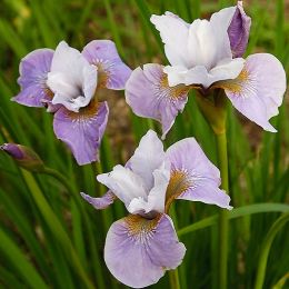 Ірис Sibirica Pleasures Of May фото