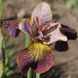 Ірис Siberica Unbuttoned Zippers фото