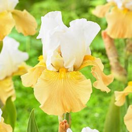 Ірис Apricot Frosty фото
