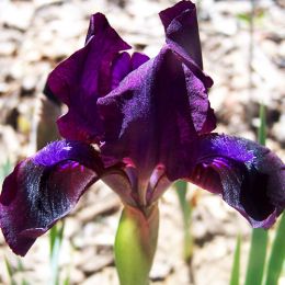 Ірис Pumila Jewel Baby фото