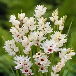 Іксія Giant фото