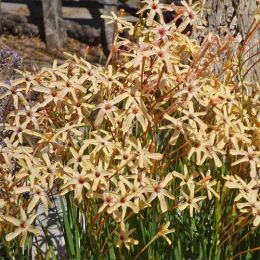 Іксія Paniculata Eos фото