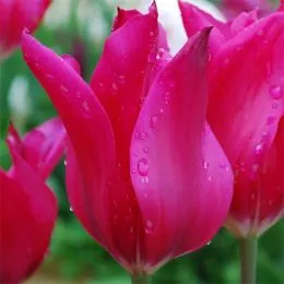 Тюльпан Jazz фото