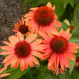 Ехінацея Prairie Blaze Orange Sunset фото