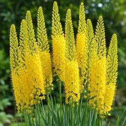 Еремурус Cleopatra Yellow фото
