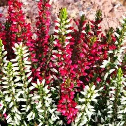 Еріка Red and White фото