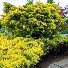 Ялівець Kuriwao Gold (P9) фото