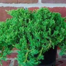 Ялівець Procumbens Nana фото