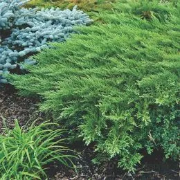Ялівець Rockery Gem фото
