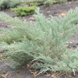 Ялівець козацький Syziy фото